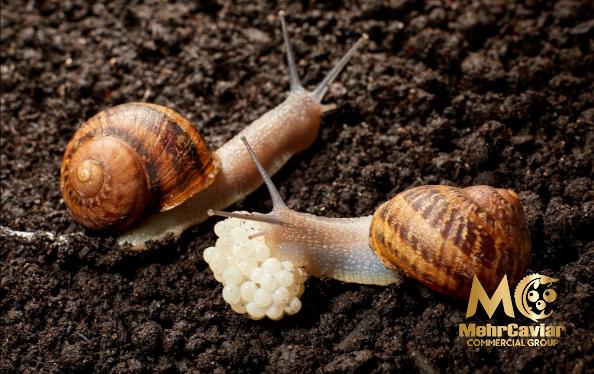 What Does Snail Caviar Taste Like?