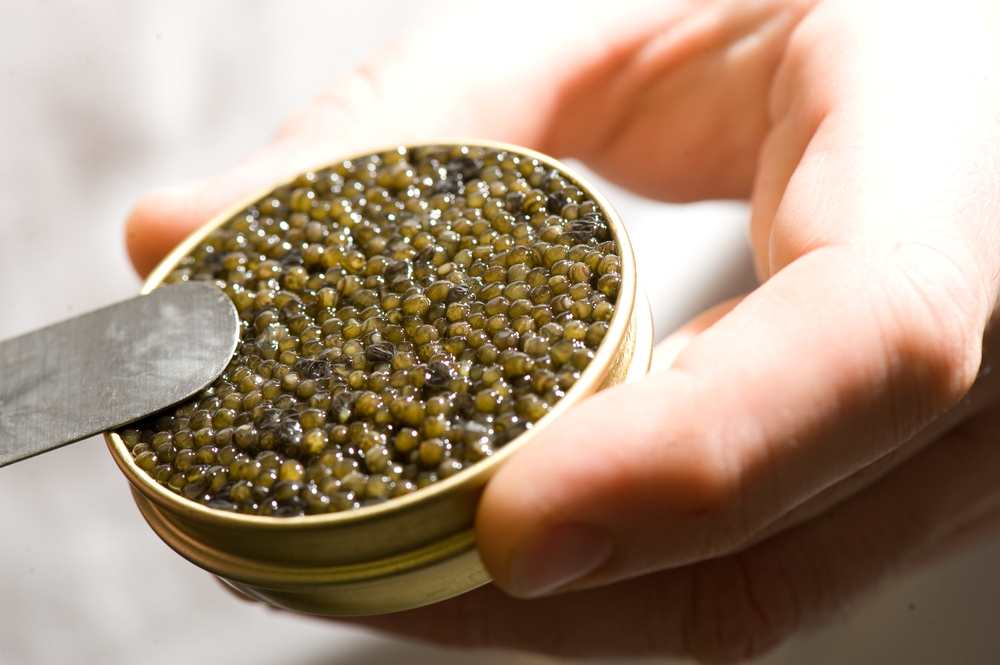 Selling Kaluga Caviar at Bulk Price