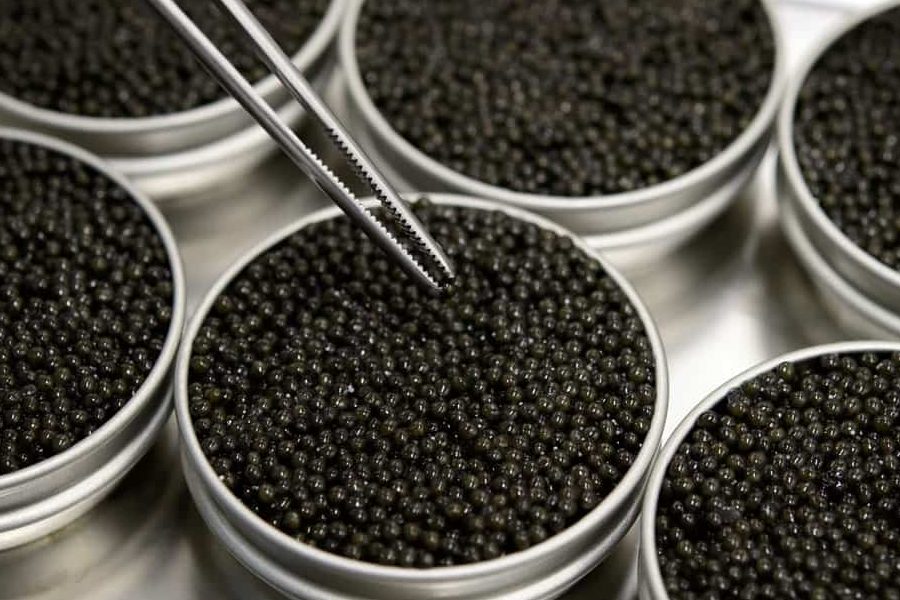 Kaluga caviar fish best price