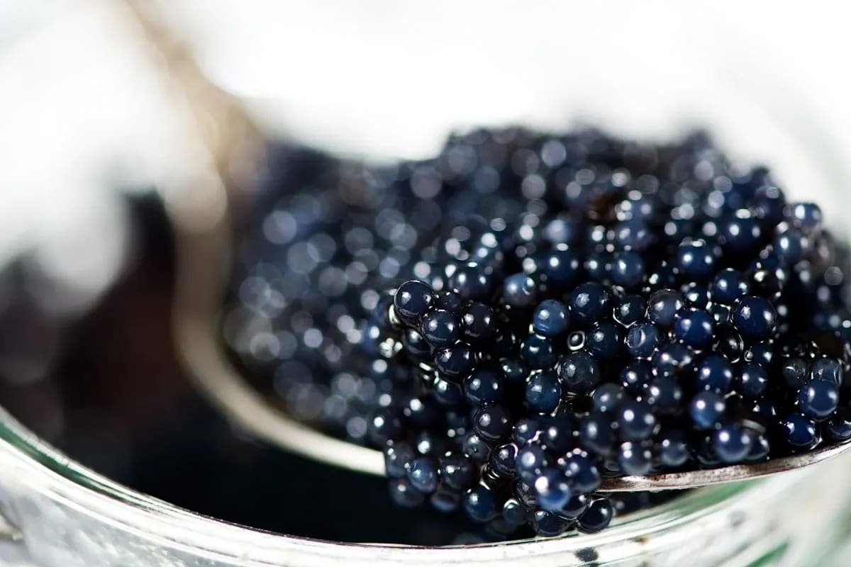  caviar taste like + purchase price, use, uses, and properties 