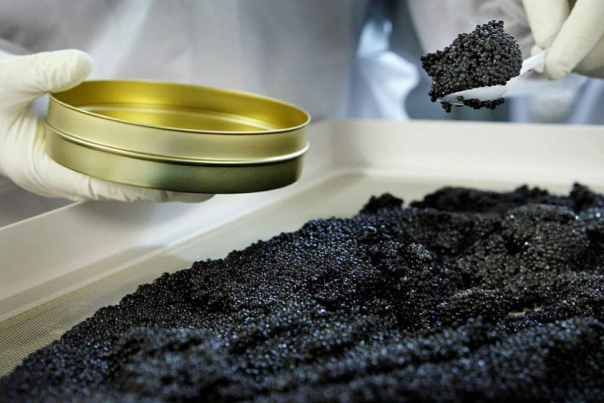  caviar taste like + purchase price, use, uses, and properties 