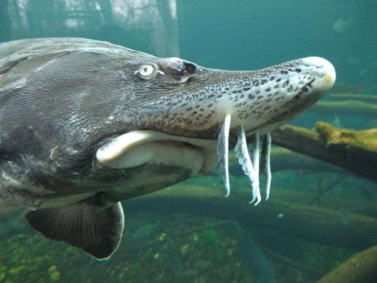  the most appropiate price for Kaluga beluga caviar in November 2023 