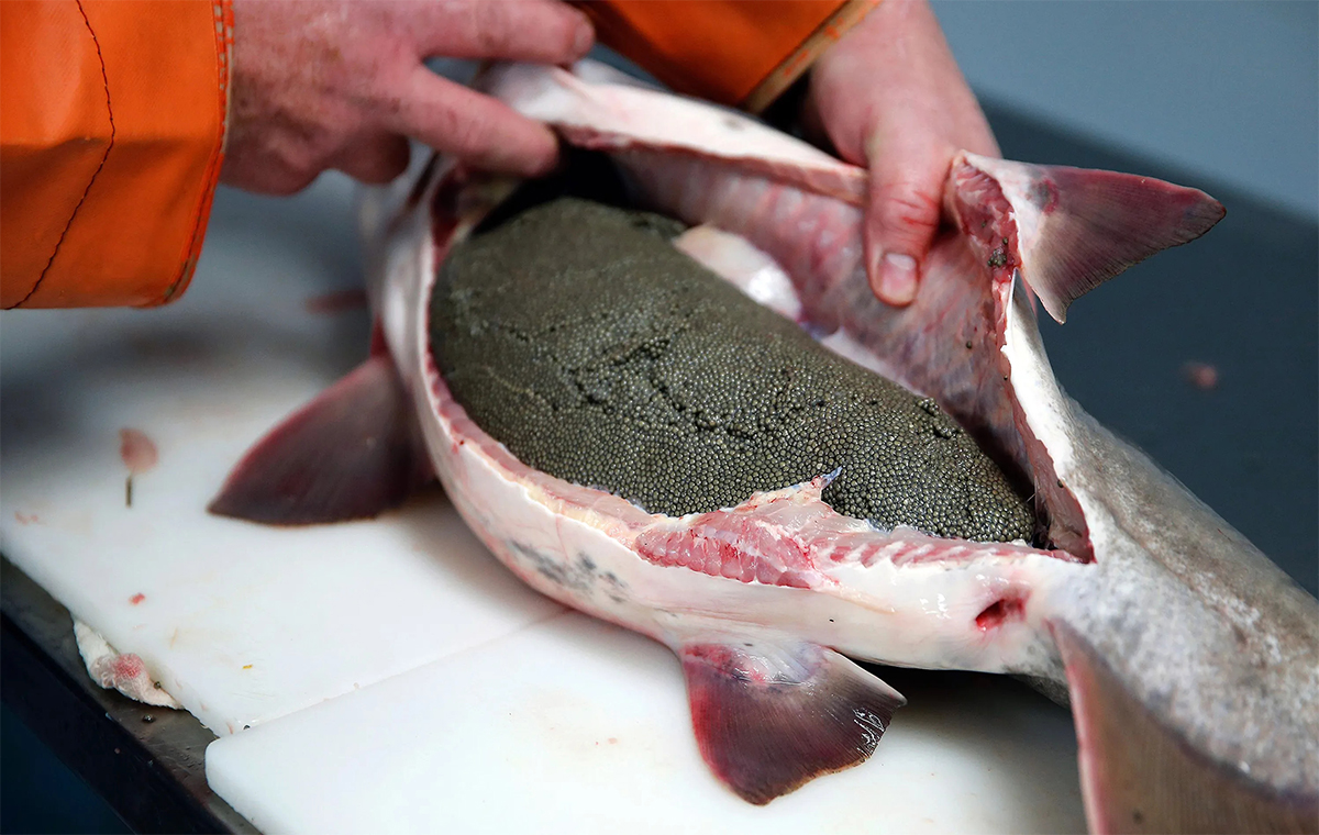  The price of Black Sturgeon + purchase and sale of X wholesale 