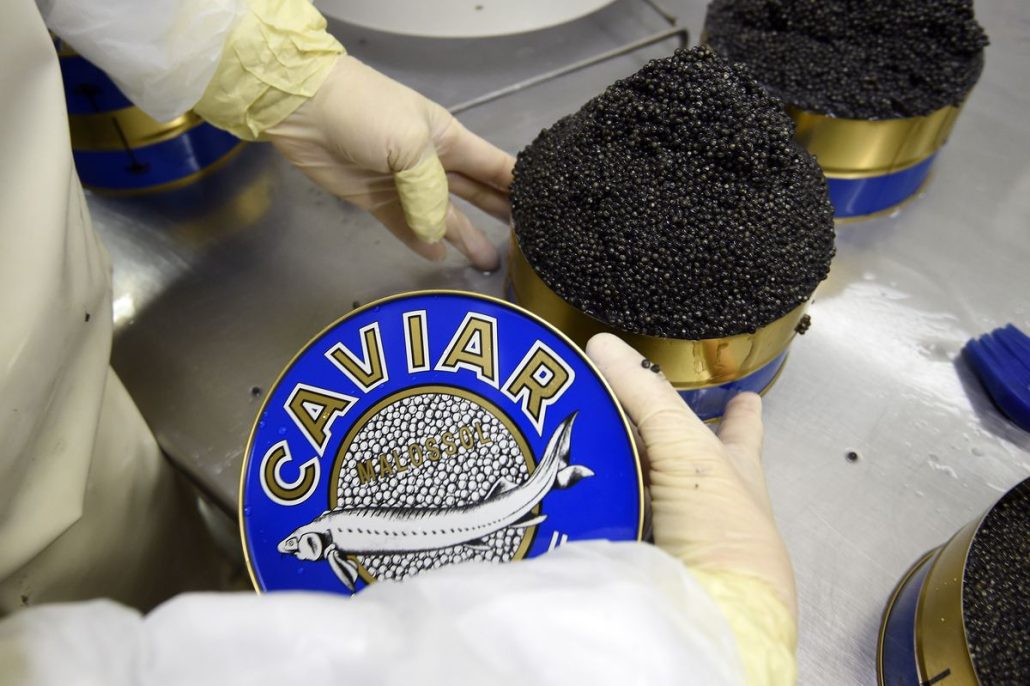 Beluga caviar legal price + Wholesale and cheap packing specifications