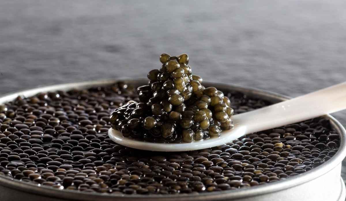  beluga caviar benefits the attractiveness of the skin and hair 