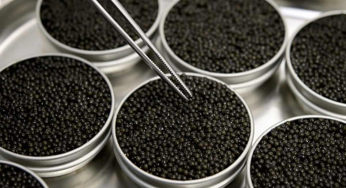  The Best Almas Beluga Caviar + Great Purchase Price 