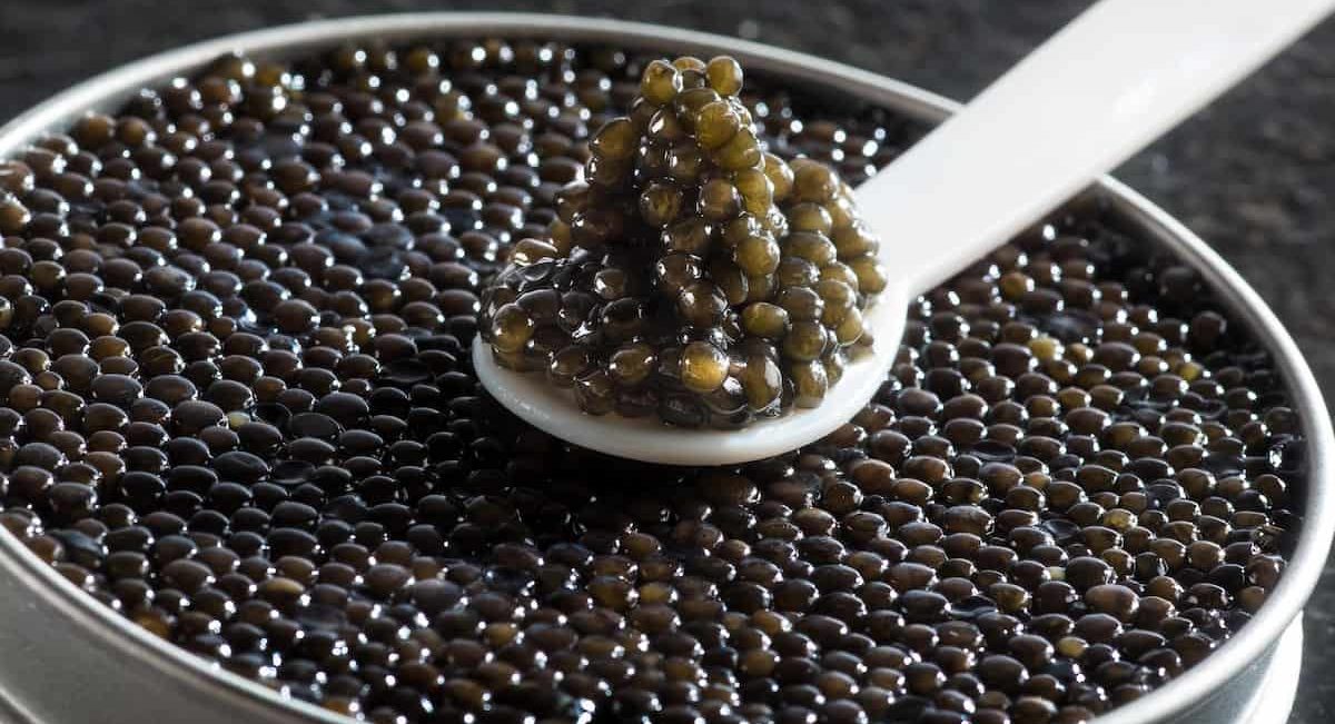  Buy Hackleback Osetra Kaluga Caviar + The Best Price 