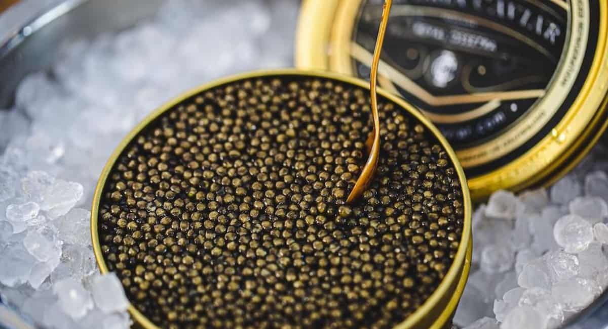  Buy Hackleback Osetra Kaluga Caviar + The Best Price 