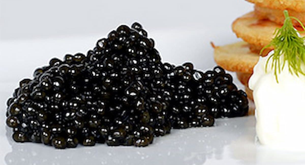  Buy Hackleback Osetra Kaluga Caviar + The Best Price 