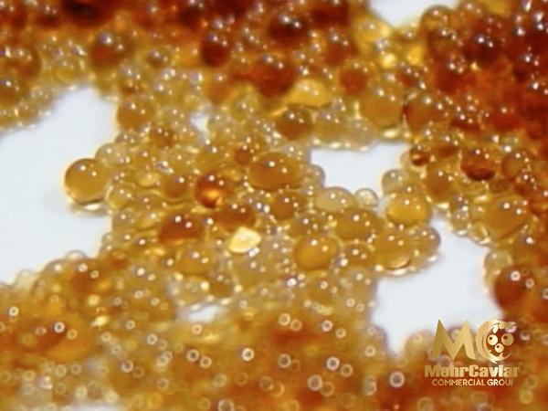 Price and buy golden albino sterlet caviar + cheap sale