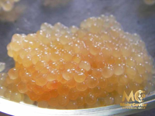 Buy and price of osetra imperial golden caviar