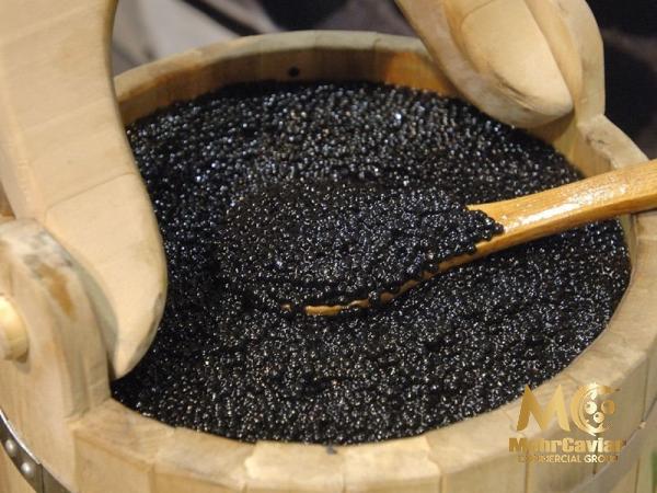 Black almas caviar buying guide + great price